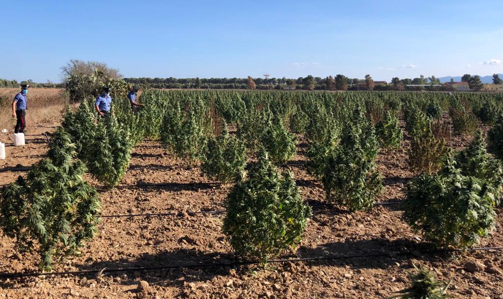 Maxi piantagione di cannabis sequestrata a Villasor: 5300 piante distrutte