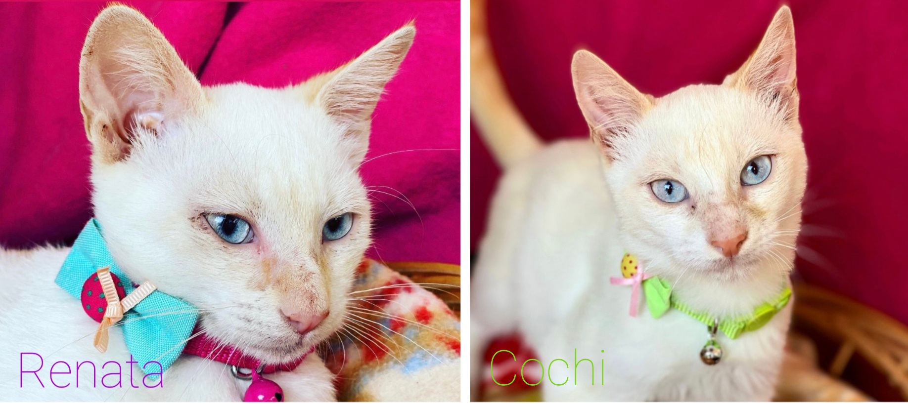 A Radio Zampetta Sarda l’appello per trovare adozione a Cochi e Renata