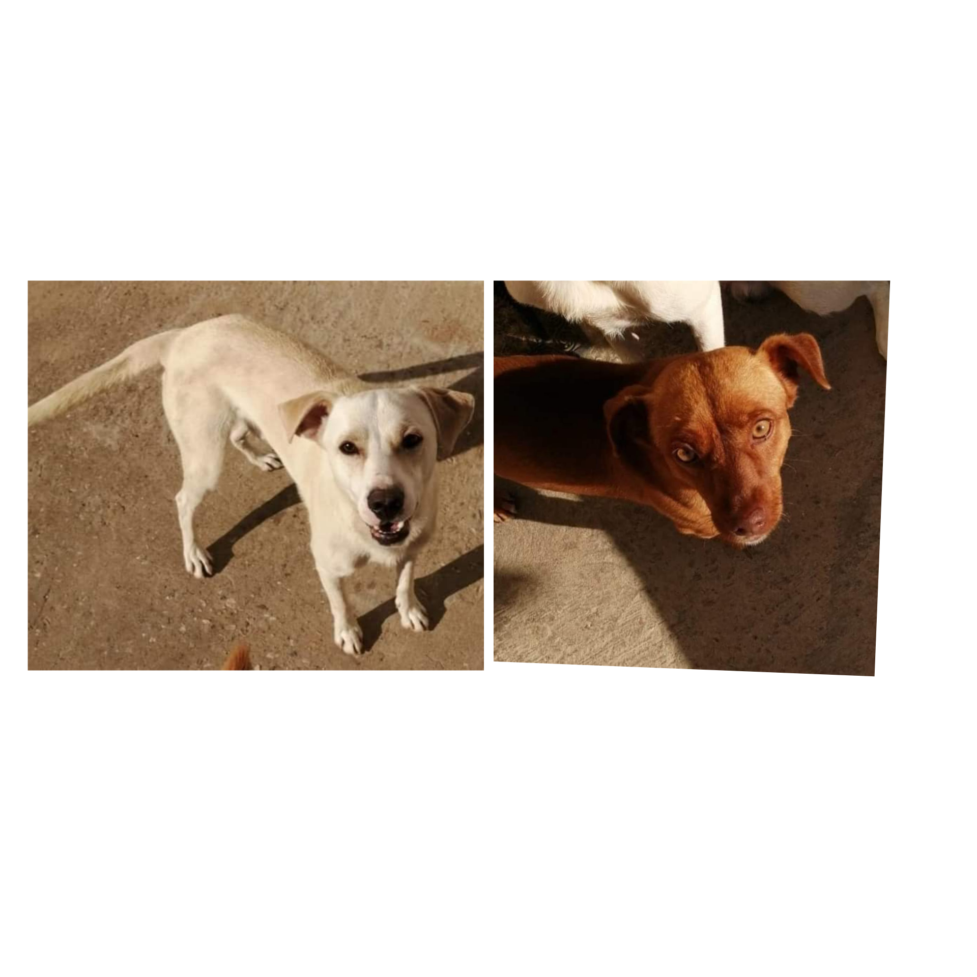 A Radio Zampetta Sarda l’appello di Paola da Giba per due cagnolini che rischiano di restare soli