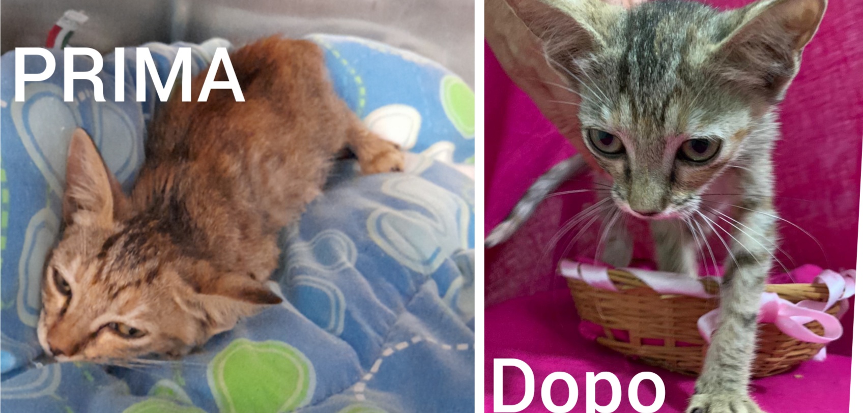 Hope, la gattina avvelenata ha vinto la sua sfida e ora cerca una famiglia per la vita