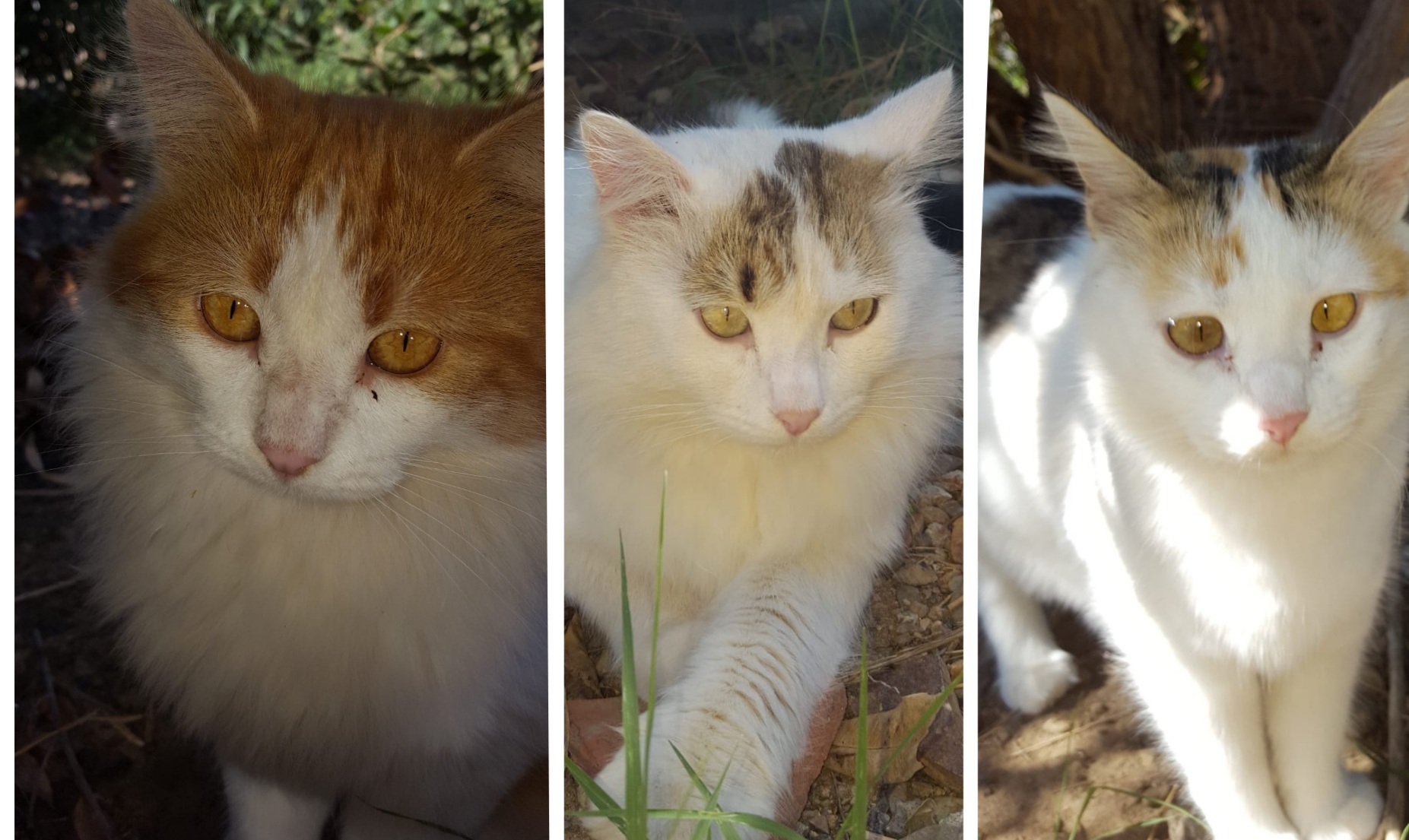 Radio Zampetta Sarda: aiutiamo Milo, Sole e Bianca