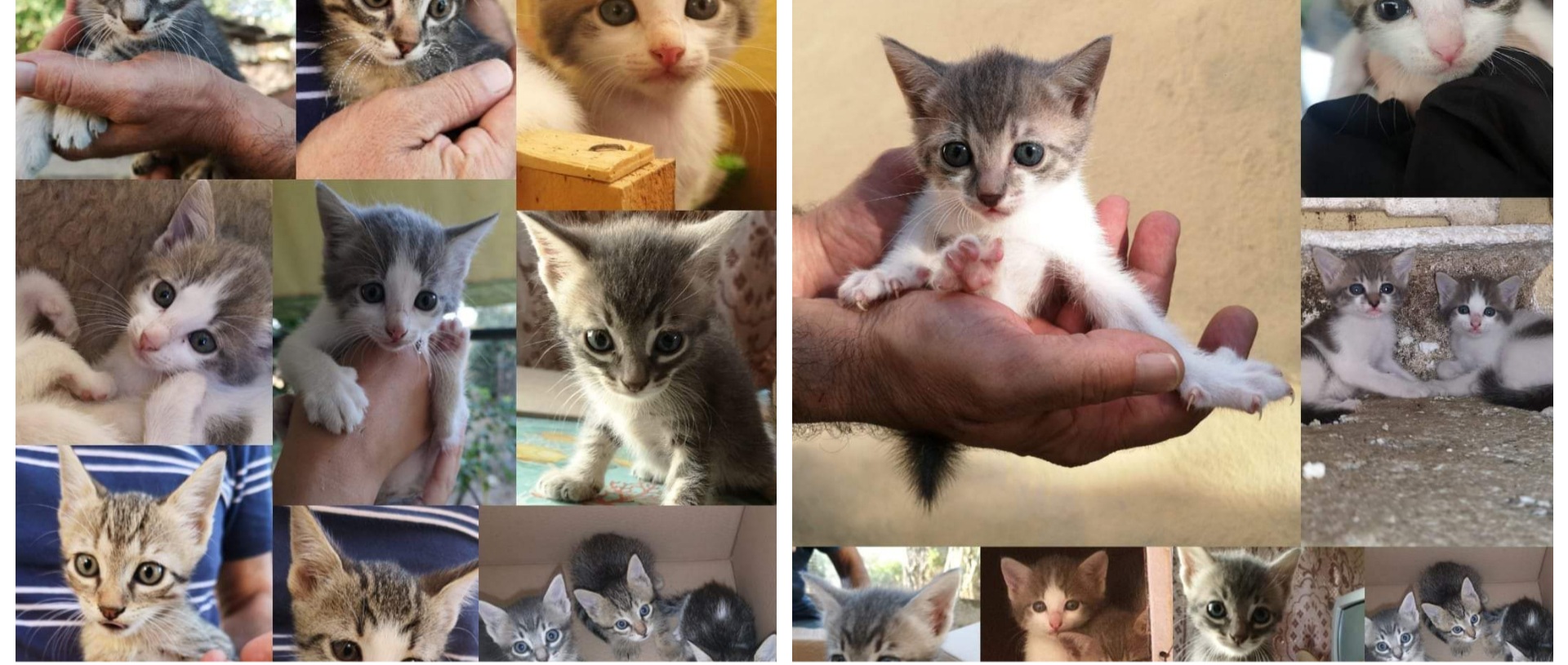 Narcao, 8 gattini in pericolo di vita: l’appello a Radio Zampetta Sarda