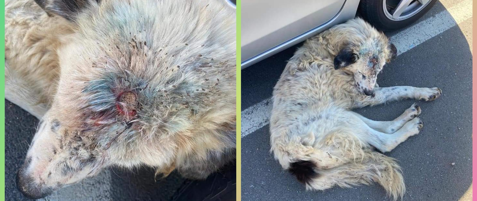 Radio Zampetta Sarda, sos per un cane a Sestu