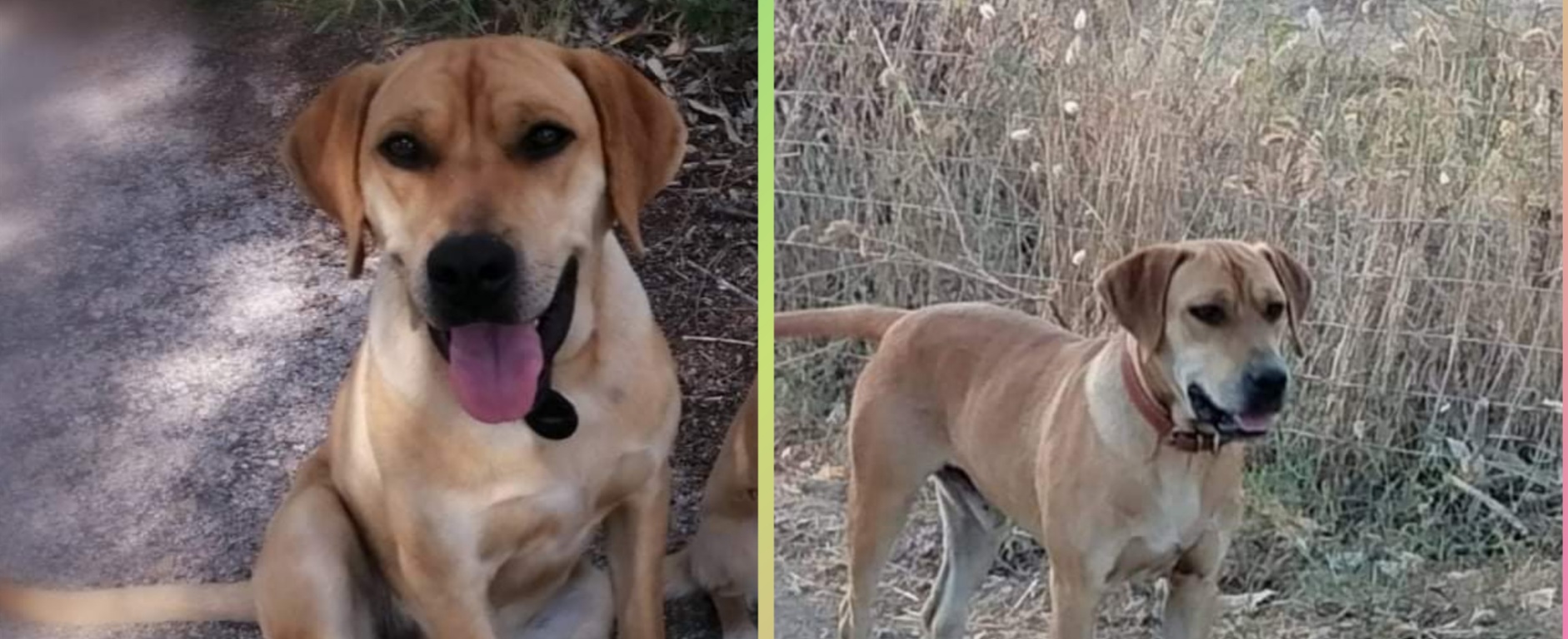 Radio Zampetta Sarda: Tata cerca disperatamente il suo cane scomparso a Porto San Paolo