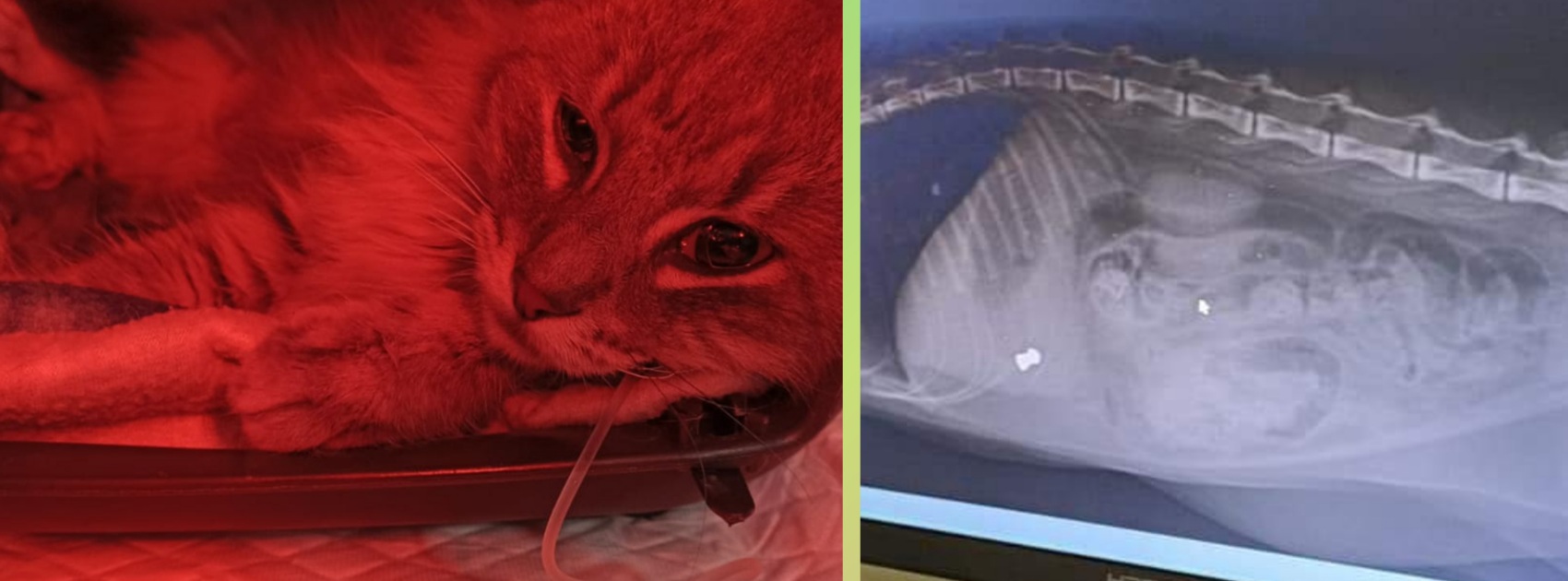 Orrore a Quartu, sparano con una carabina una gatta nel balcone di casa: è in fin di vita