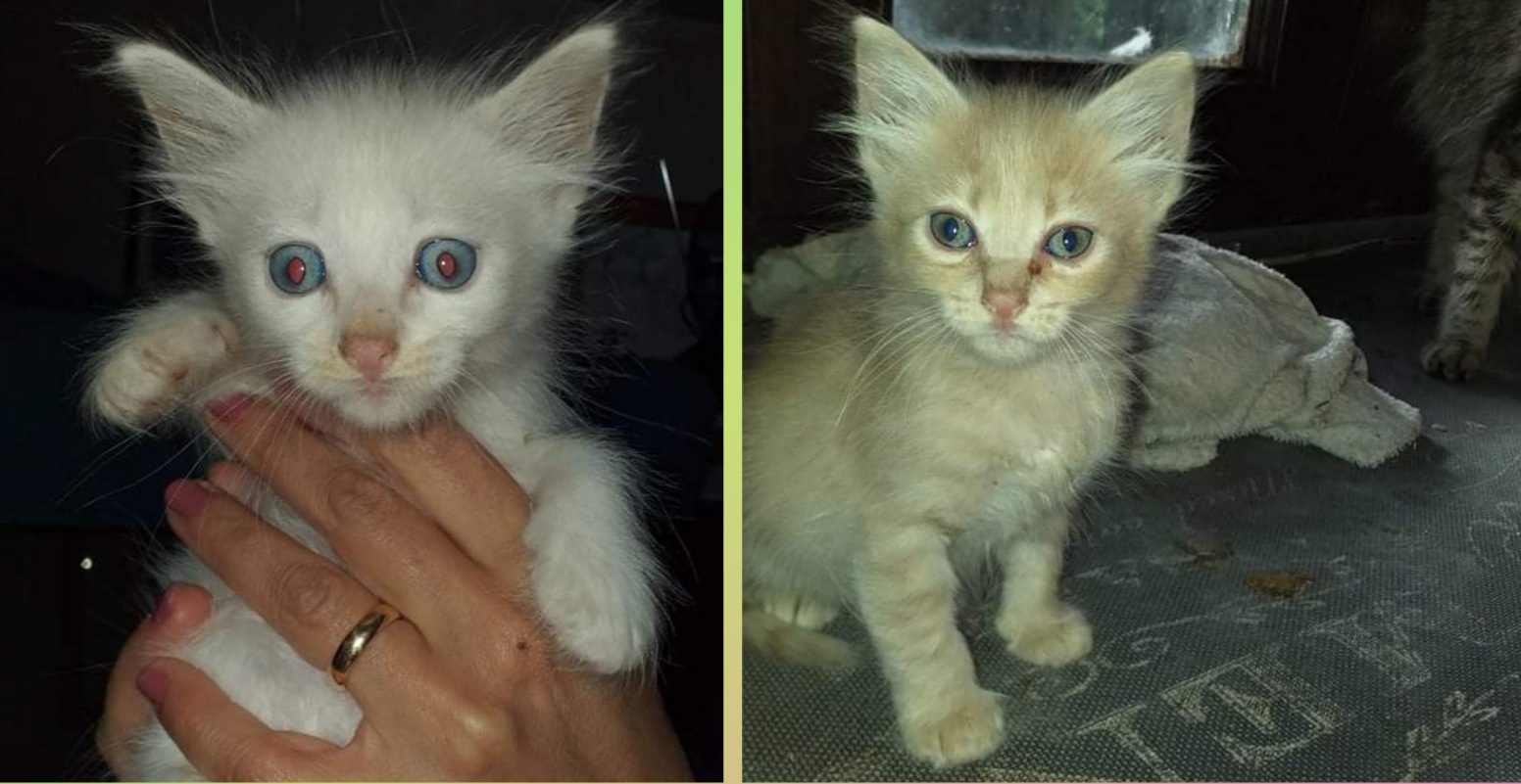 Adozione del cuore per Azzurra e Alice, 2 mesi di tenerezza