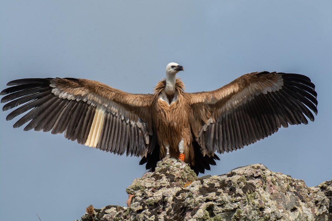 Cristina è libera di volare: Forestas rilascia la giovane esemplare di grifone nei cieli della Sardegna