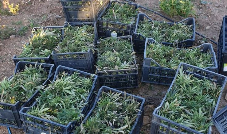 Nuoro, 400 chili di marijuana in una casa in pieno centro: il blitz della Finanza