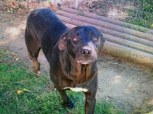 Ecco Nerone, il cane atletico che ti travolge di coccole cerca famiglia: “Adottiamolo dai…”