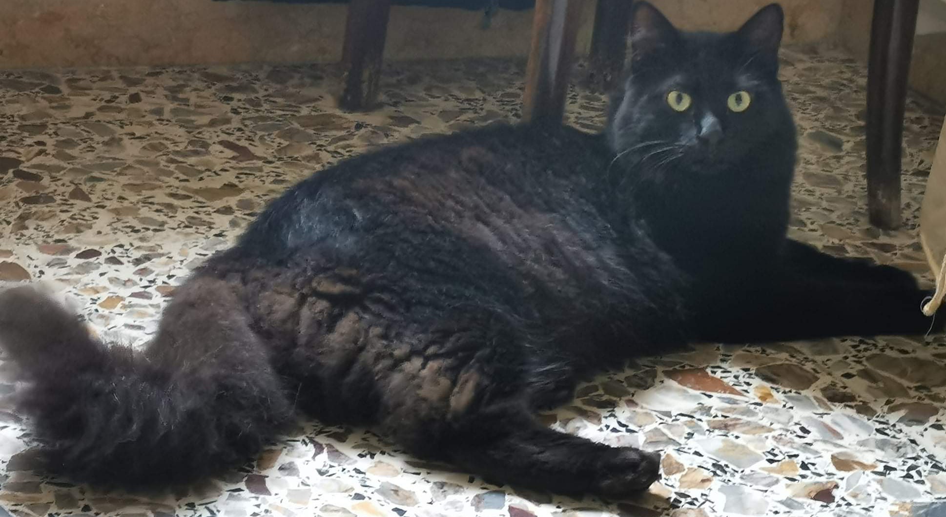 A Radio Zampetta Sarda l’appello per ritrovare Salem, smarrito a Cagliari