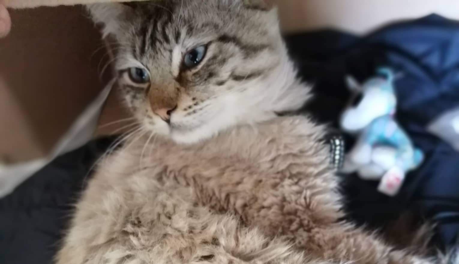 A Radio Zampetta Sarda l’appello disperato di Francesca: “Aiutatemi a trovare il mio gatto”