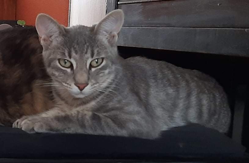 Quartu, Wudy è stato smarrito in zona Pitz’e Serra: sos per ritrovarlo