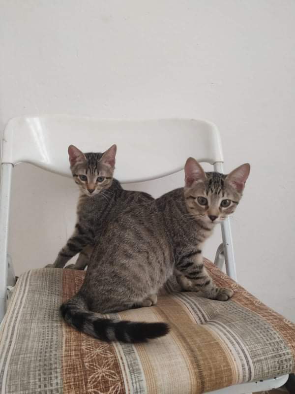 Adozione del cuore per due bellissimi mici: chi li adotta?