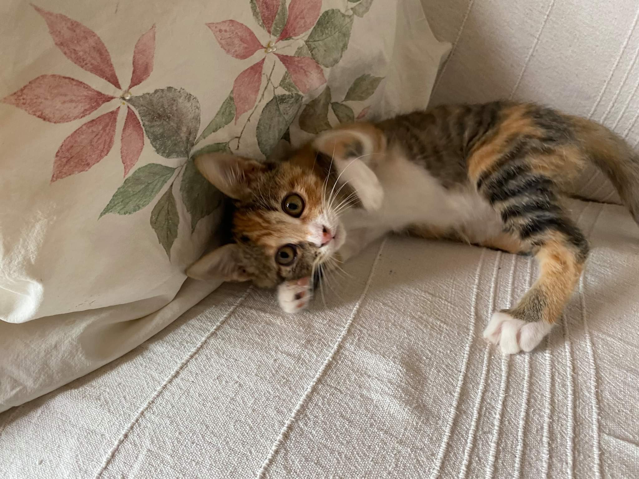 A Radio Zampetta Sarda l’appello per Pippi, gattina salvata da morte certa: chi la adotta?