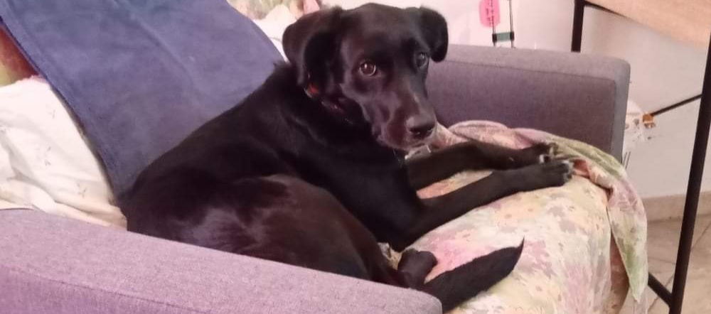 L’appello di Laura a Radio Zampetta Sarda: “Sono malata, non voglio che la mia cagnolina vada in canile”