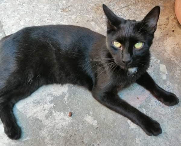 Radio Zampetta Sarda: aiutiamo Elisabetta a ritrovare Scintilla, scomparsa a Quartu