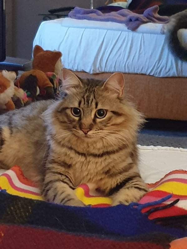 Tentizzos, lo splendido gatto tigrato Leon sparito dal camper: ricompensa per chi lo riporta ai padroni