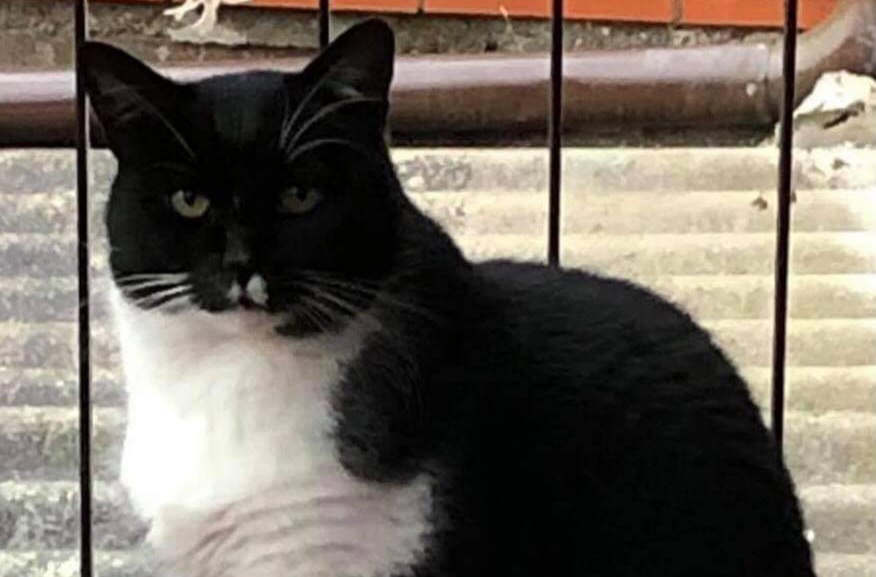 Radio Zampetta Sarda, appello di due turisti toscani che hanno smarrito il loro gatto