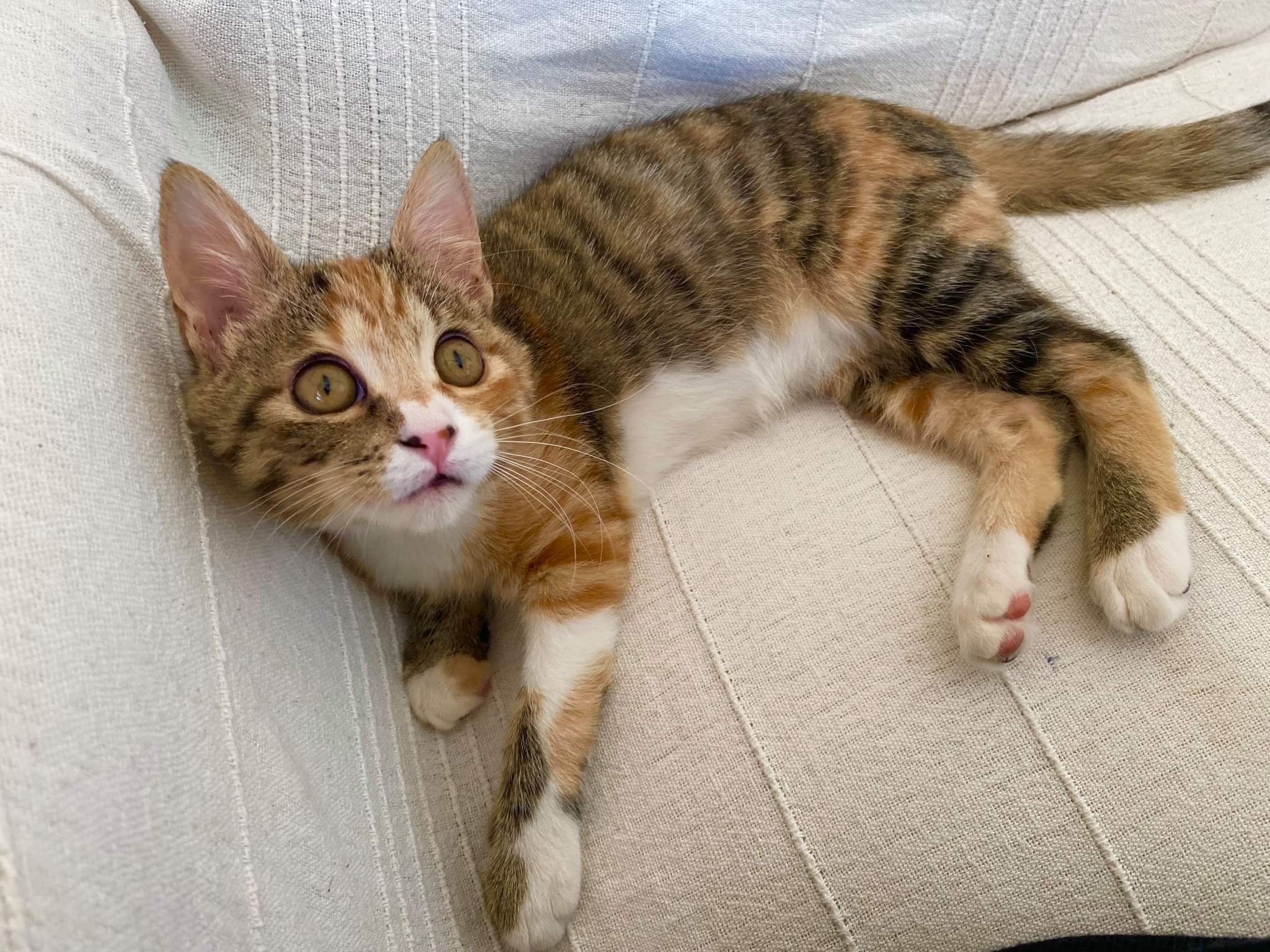 Pippi cerca una famiglia per la vita: chi vuole adottarla?