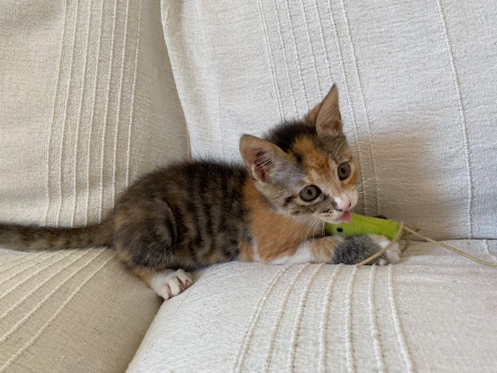 Adozione del cuore per Pippi, cerca una famiglia per la vita