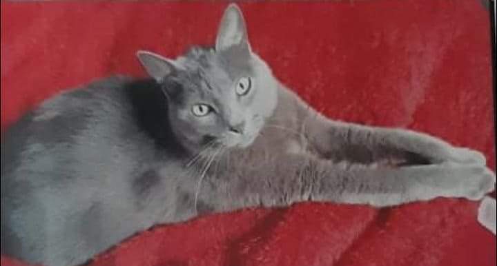 Monserrato, è scomparso il gatto Pimpy chiamato anche Popottino: ricompensa per chi lo ritrova