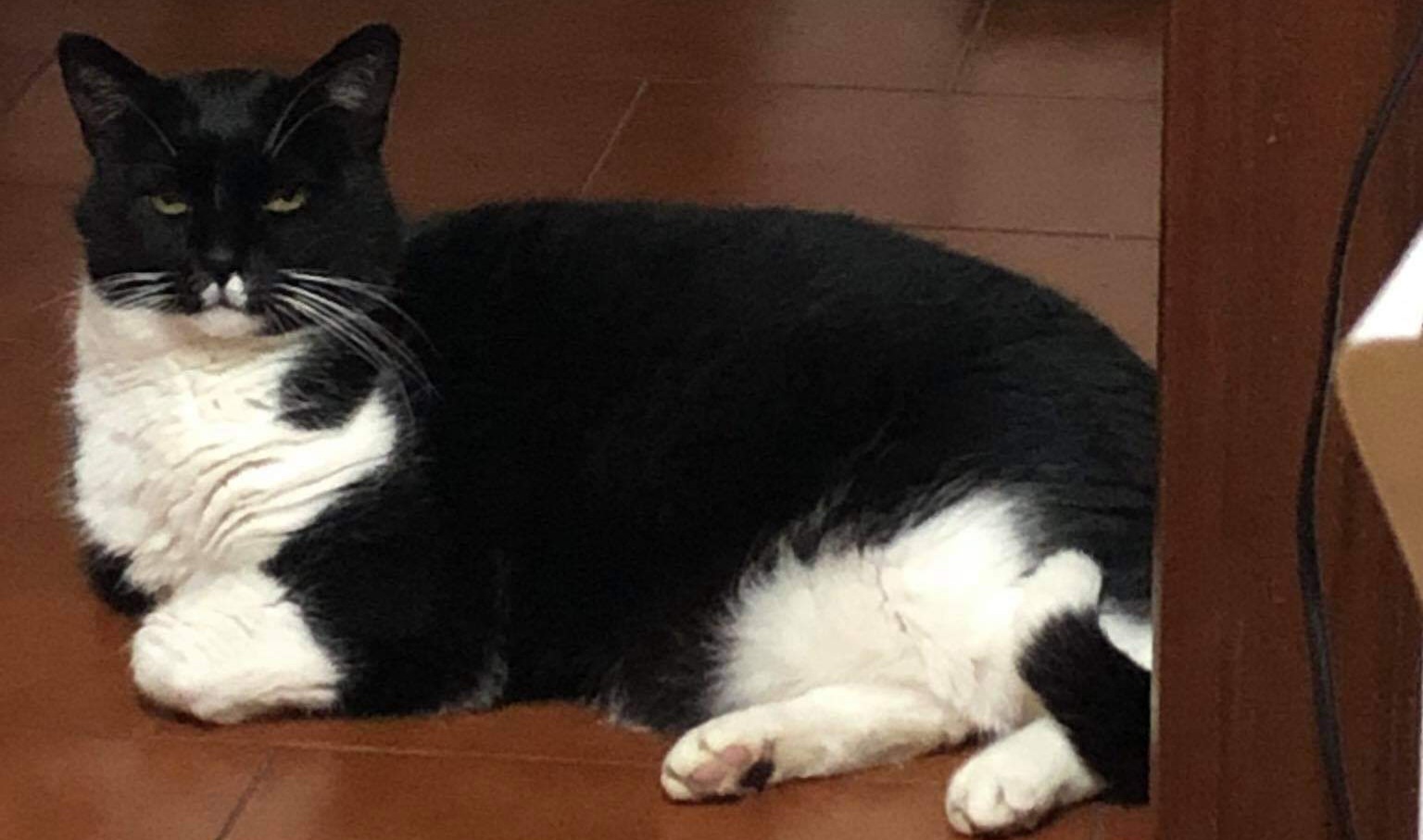 A Radio Zampetta Sarda i camperisti toscani che hanno perso il loro gatto a Buggerru