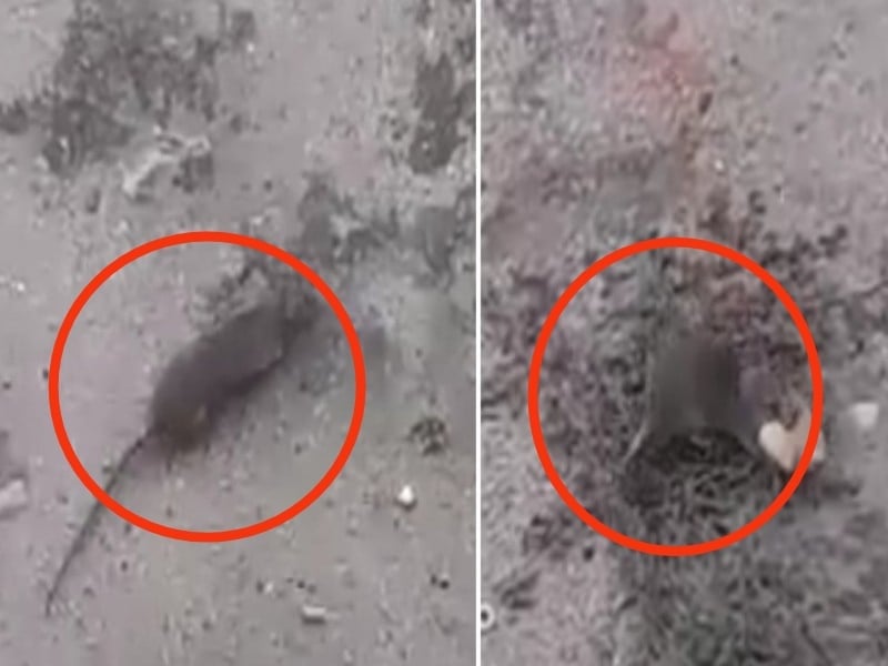 Quartu, la foresta dei topi a Is Arenas: “Mangiano anche le zanzariere, siamo prigionieri in casa nostra”