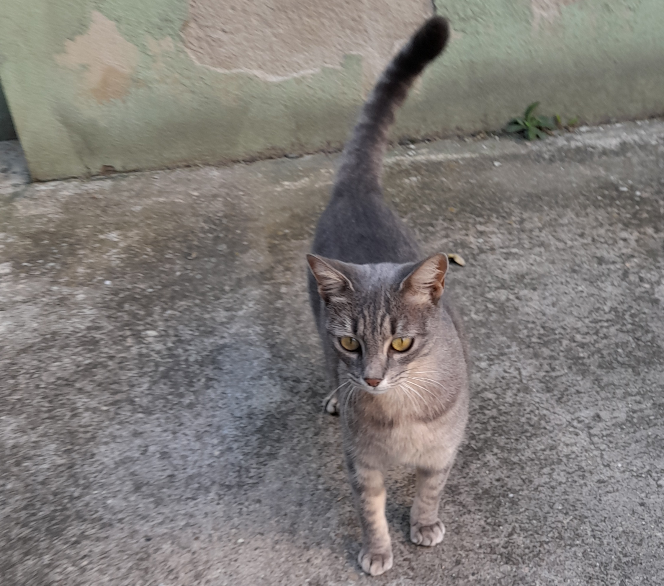 “Micia, aggredita dagli altri gatti a Quartu: piange e cerca protezione. Qualcuno la adotti”