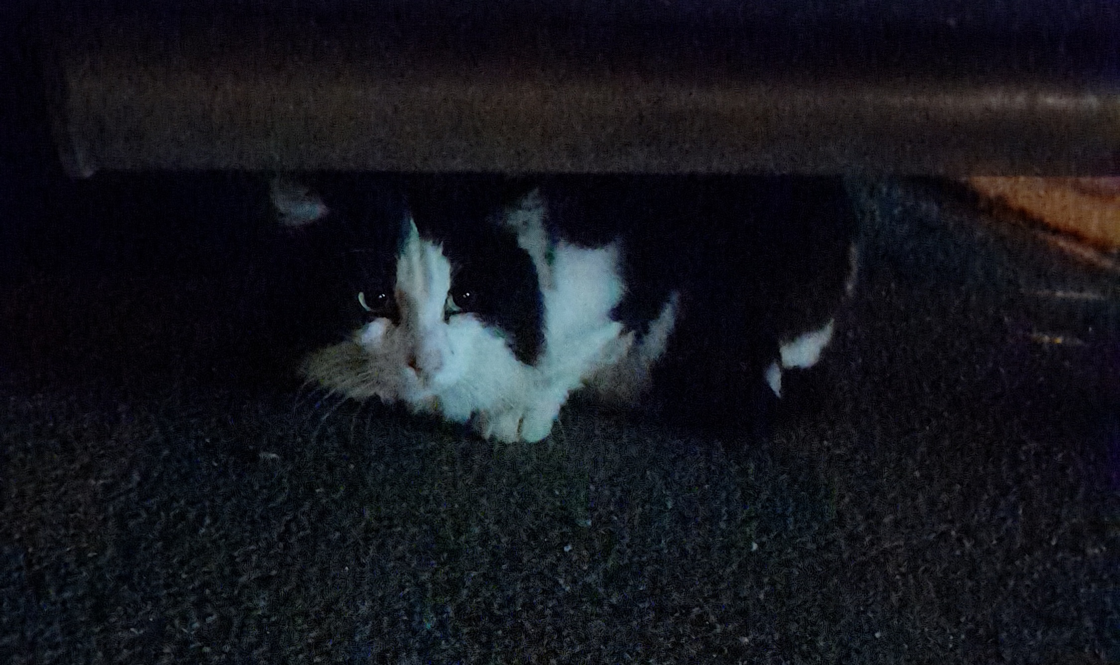 Appello a Radio Zampetta Sarda, gatto trovato alle poste di Is Arenas a Quartu: di chi è?