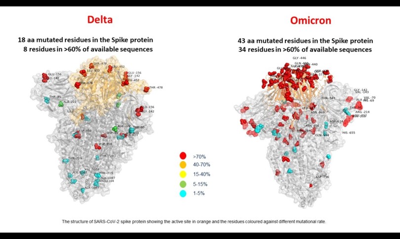 Covid, pubblicata la prima foto della variante Omicron