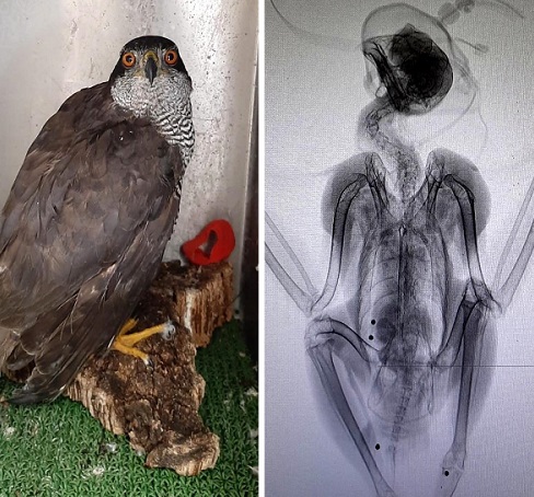 Desulo, raro esemplare di Astore sardo ferito da una fucilata: non potrà più volare