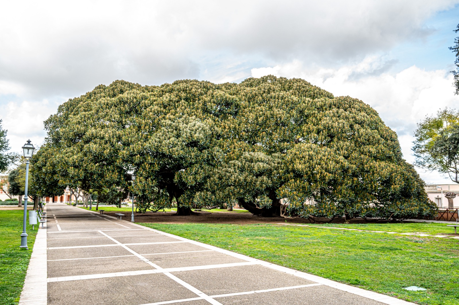 Cagliari, 3 esemplari dei Giardini Pubblici nell’elenco regionale degli Alberi Monumentali