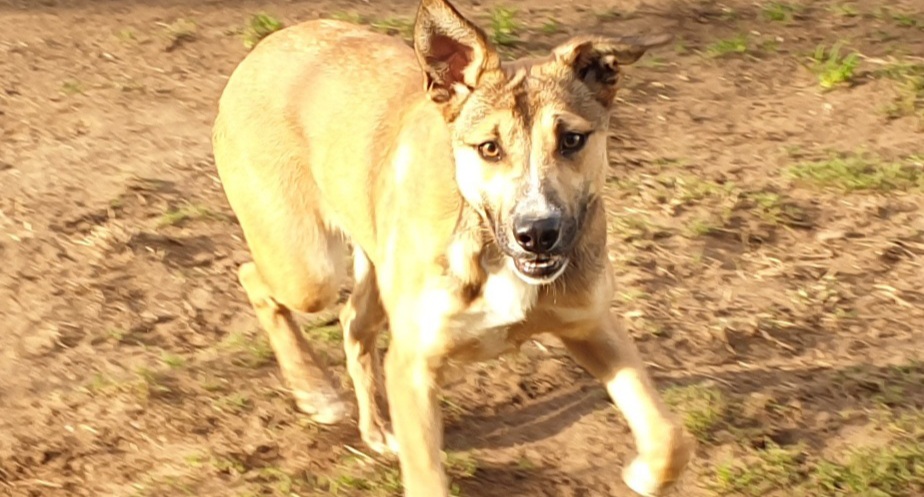 Brida, la cagnolina cagliaritana nata in canile: stupenda meticcia che attende una famiglia per la vita