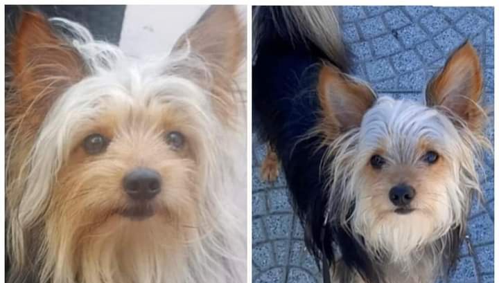 Sos per Tommy: “E’ stato smarrito in via Laconi a Cagliari. Aiutateci a ritrovarlo, c’è una ricompensa”