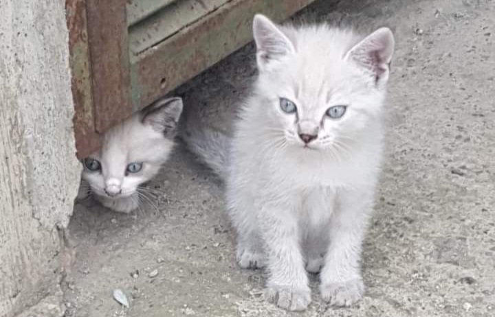 SOS di Silvia per due gattini siamesi abbandonati in campagna: “Rischiano di morire”