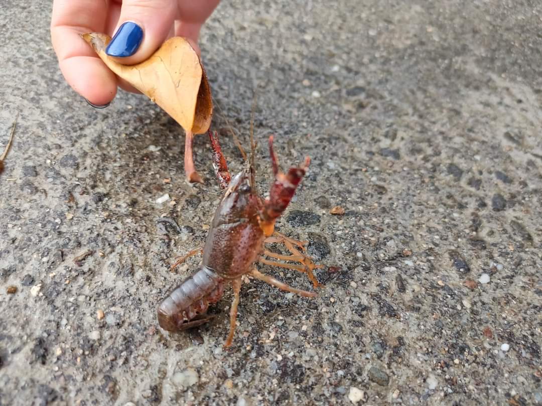 A Selargius con la pioggia spuntano i gamberi killer: “Arrivano sin dentro casa”