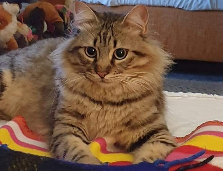 A Radio Zampetta Sarda l’appello di Dino e Simonetta per Leon, smarrito a Bosa