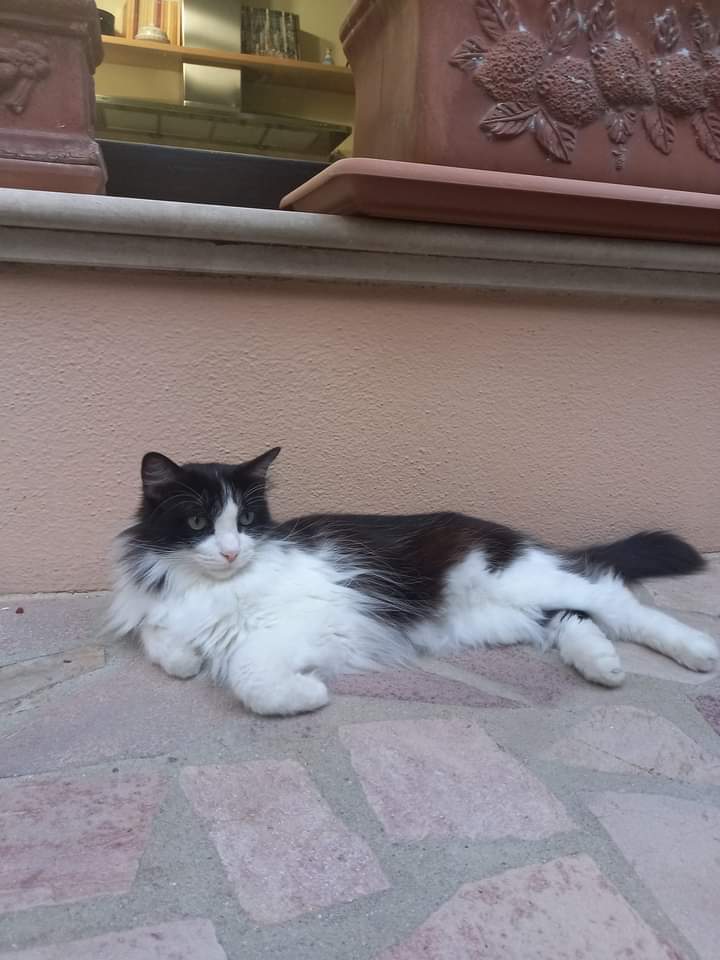 A Radio Zampetta Sarda sos di Luisella per ritrovare Matthew, il suo gatto smarrito a Quartu