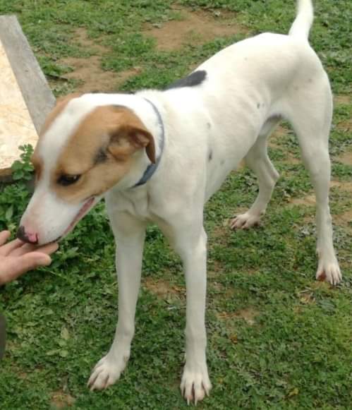 Dolcissimo e affettuoso, Amon cerca una bella famiglia che si prenda cura di lui