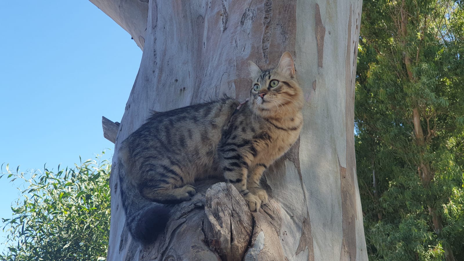Nuovo appello per Leon, il gattino smarrito nell’area camper vicino Bosa