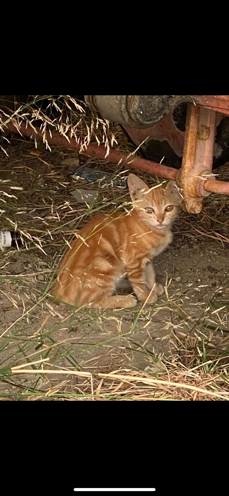 Radio Zampetta Sarda, adozione del cuore per il piccolo Mamo