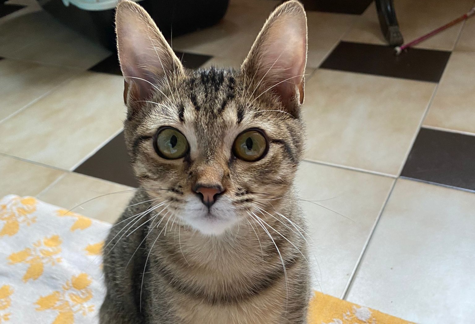 A Radio Zampetta Sarda l’appello per l’adozione di Alan, 4 mesi di dolcezza