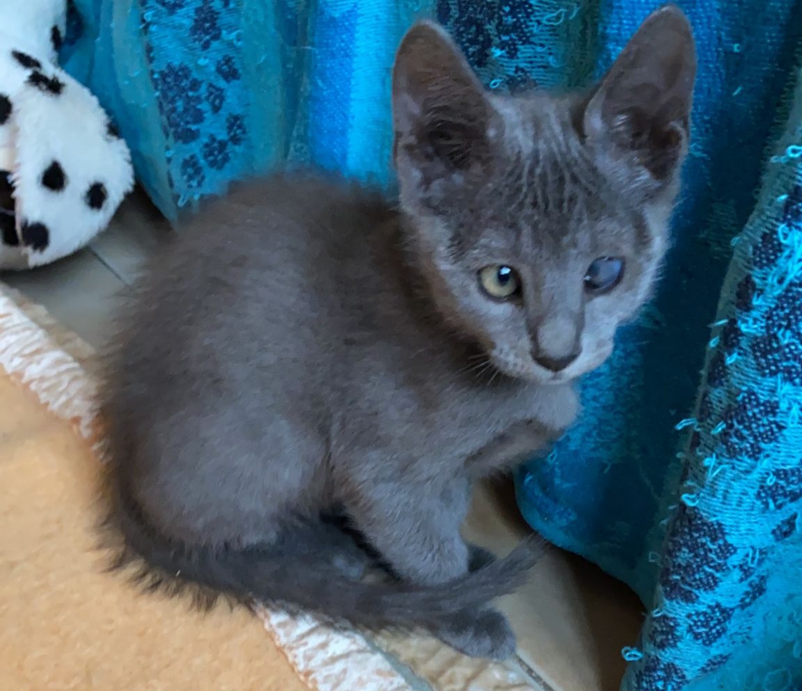 Radio Zampetta Sarda: Gigi, due mesi di tenerezza cerca famiglia per la vita