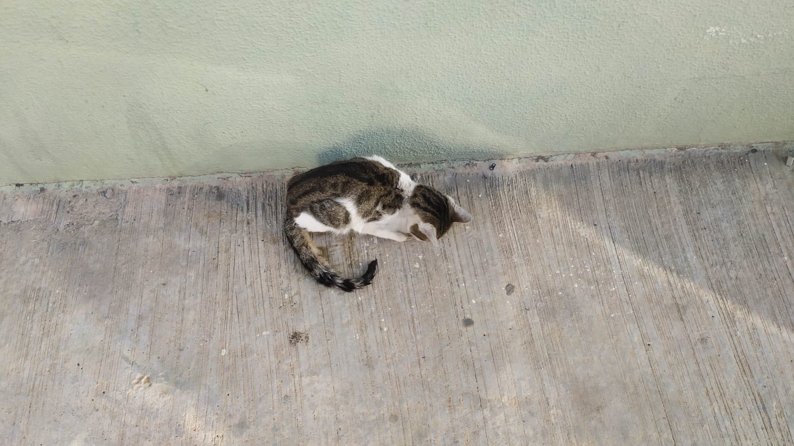 Radio Zampetta Sarda: appello per un gattino senza forze, in strada a Quartu