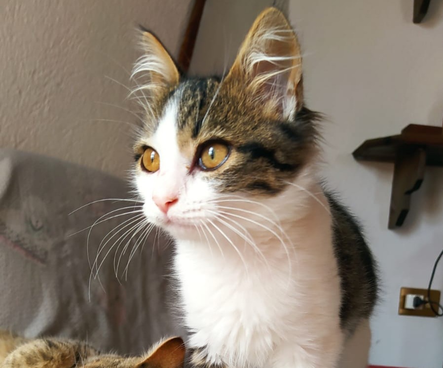 A Radio Zampetta Sarda, la piccola Cheri: 3 mesi di tenerezza. Chi la vuole adottare?