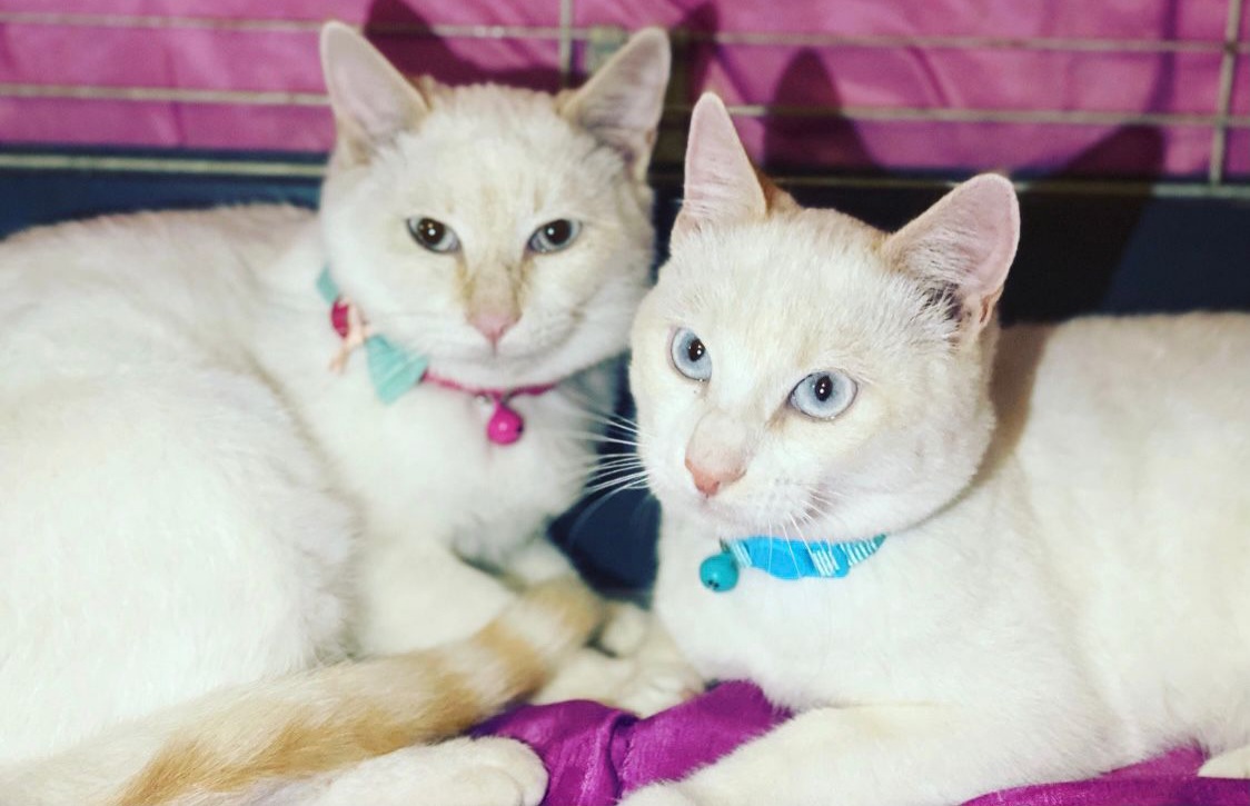 Appello per adottare Cochi e Cocca a Radio Zampetta Sarda