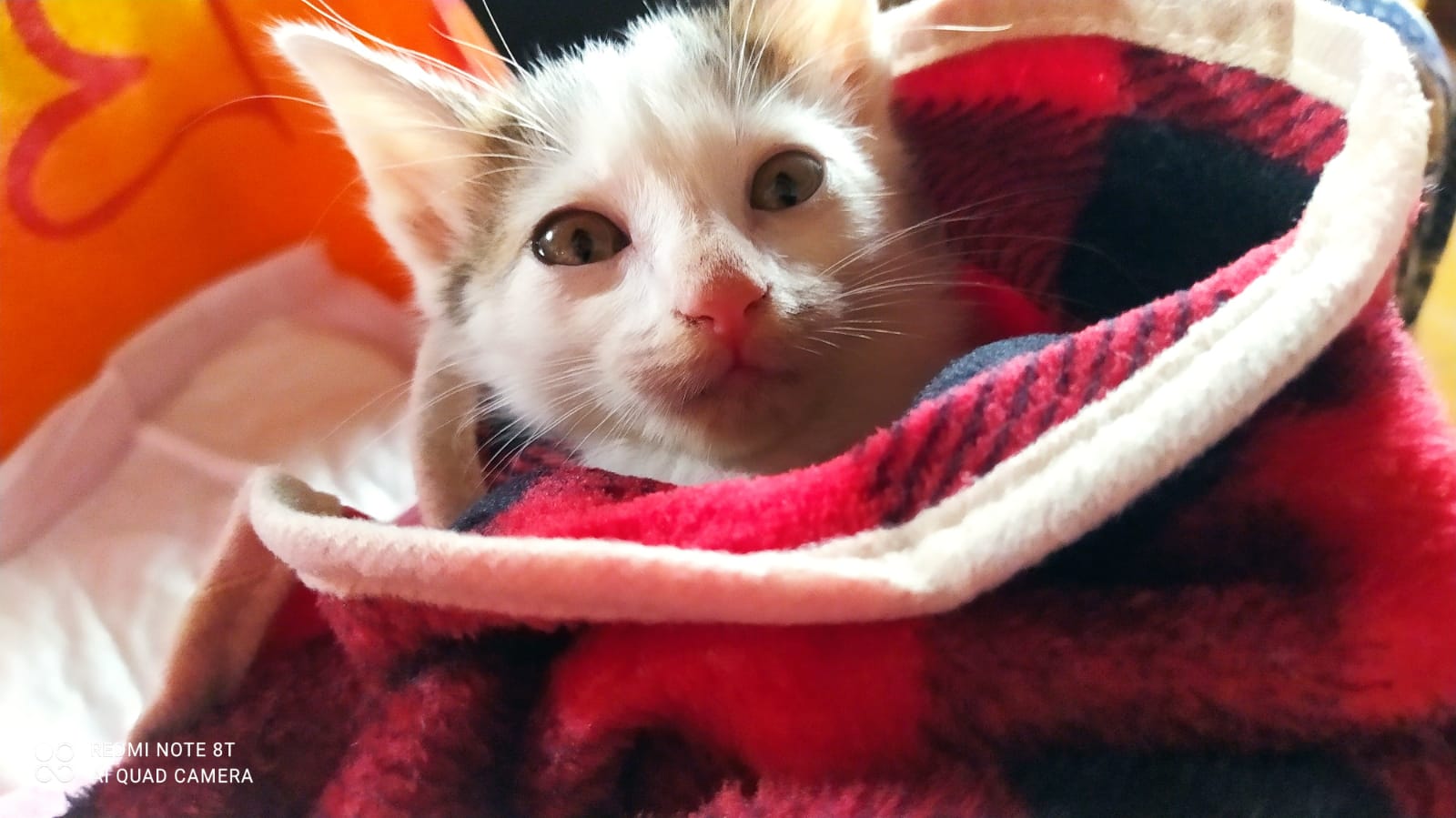 Radio Zampetta Sarda: sopravvissuto alla strage dei fratellini in un condominio, gattino cerca una famiglia