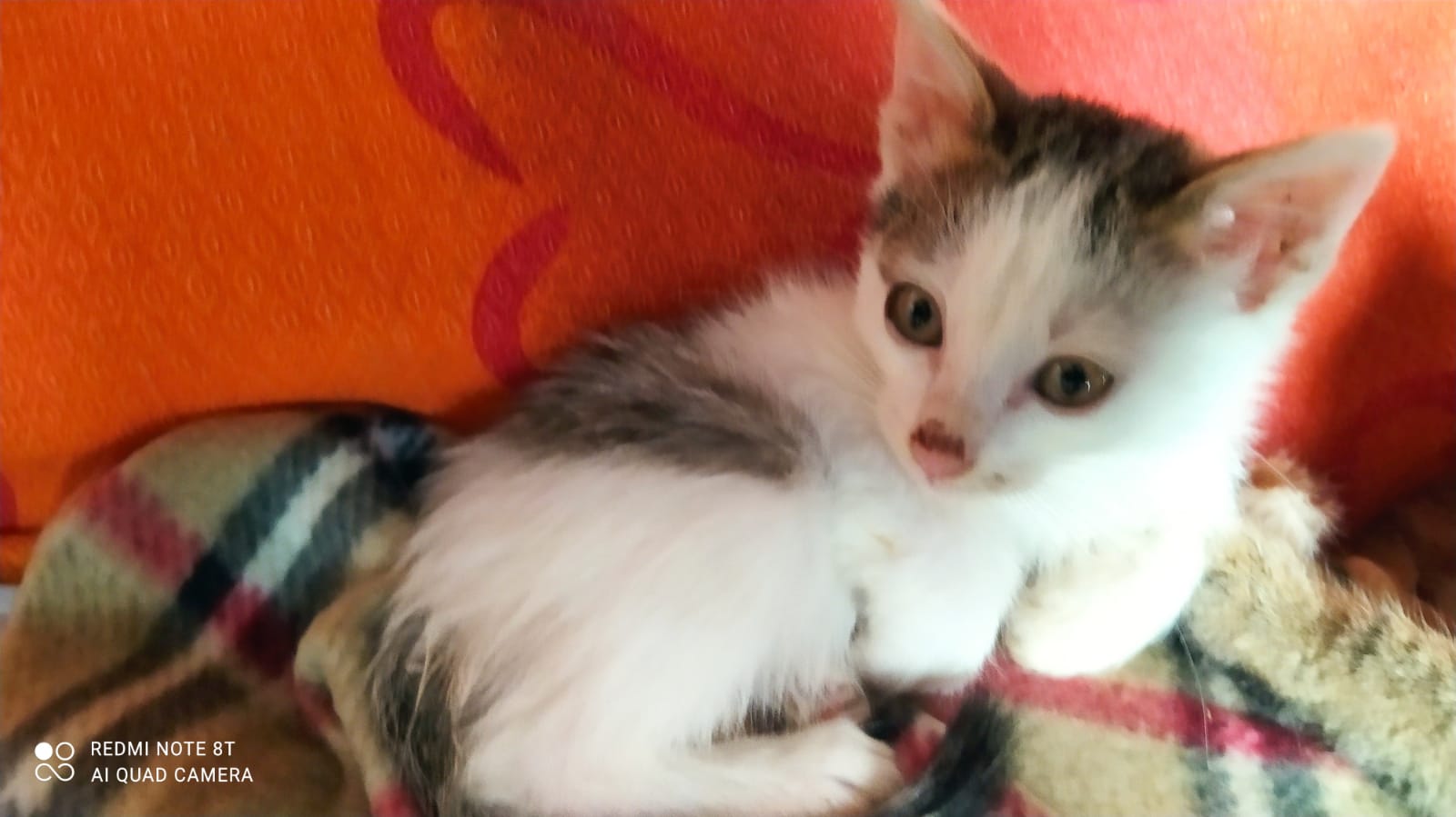 Radio Zampetta Sarda: “Adozione del cuore per un micino di 50 giorni”