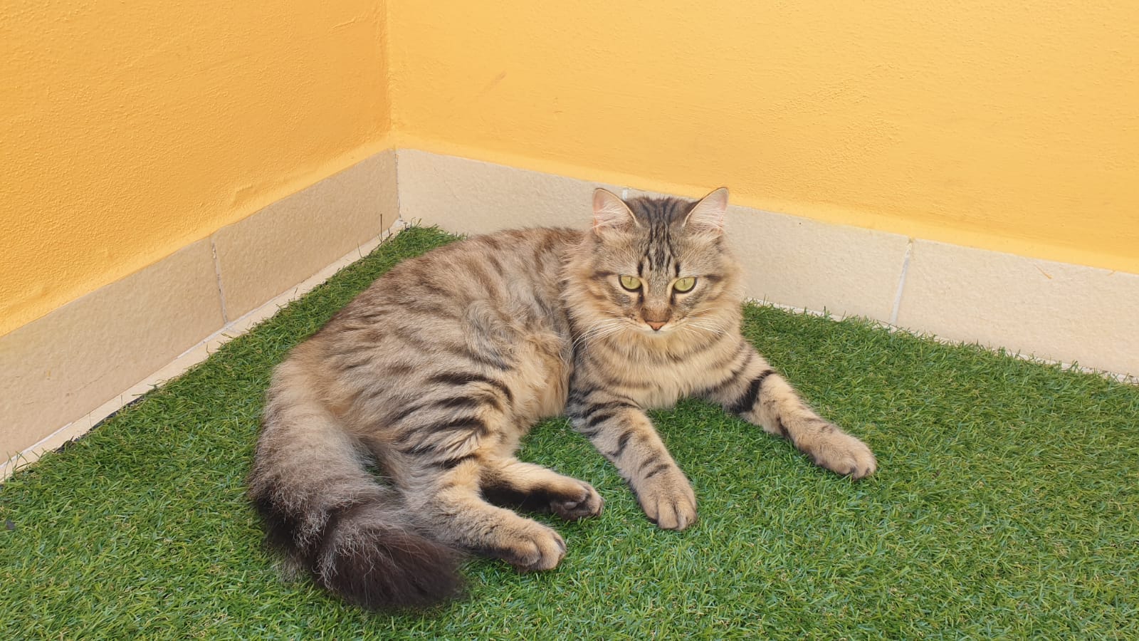 Un gruppo di ricerca per il gattino Leon, appello a tutti i volontari