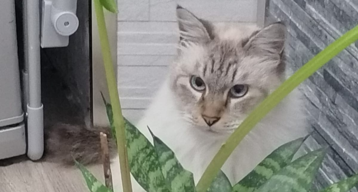 Radio Zampetta Sarda, la triste storia di Nancy: respinta da una colonia di gatti e abbandonata